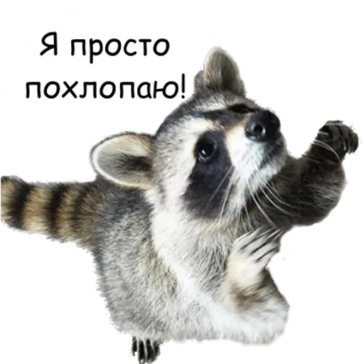 raccoon, raccoon without a background, raccoon strip, raccoon with a white background