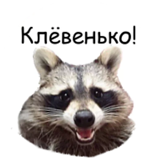 raccoon, raccoon, the raccoon is funny, raccoon with a white background