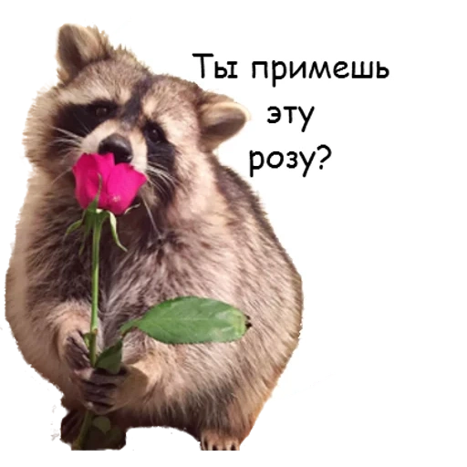 mapache, mapache, raccoon rose, flores de mapache, flores de mapache