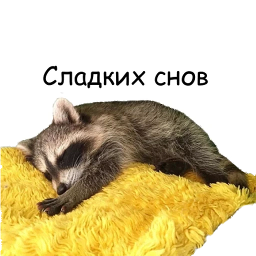 sweet dreams, good night cat, good night raccoon, good night egor
