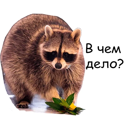 raccoon, raccoon is a friend, raccoon strip, raccoon without a background, raccoon with a white background