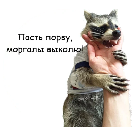 raccoon, raccoon, henotics, the mouth is torn, raccoon strip