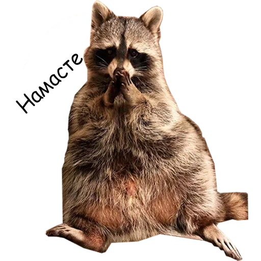 raccoon, raccoon iphone, raccoon with a white background, raccoon transparent background