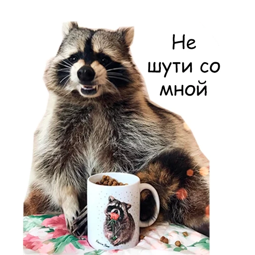 raccoon, raccoon topic, raccoon strip, with a good morning raccoon, raccoon is homeless