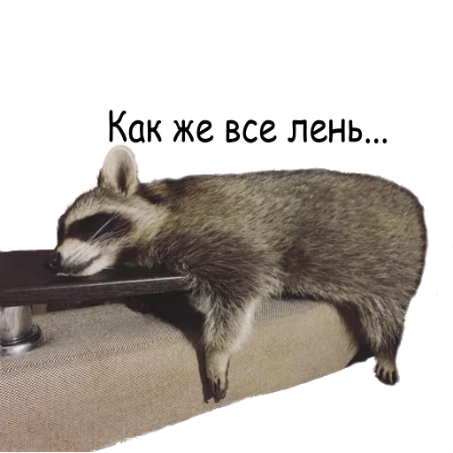 raccoons, sleeping raccoon, raccoon strip, tired raccoon, raccoon is generally the topic