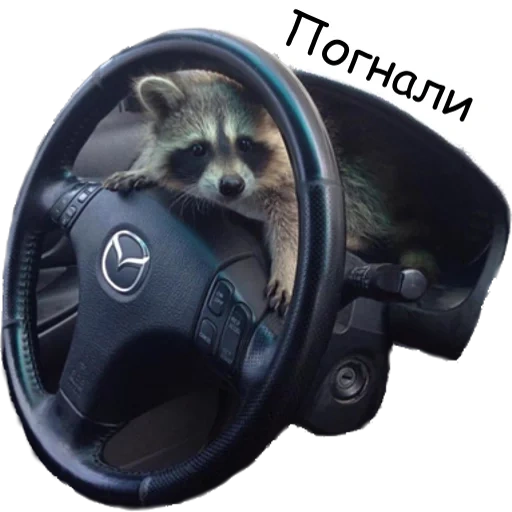 raccoon, raccoons, raccoon wheel, raccoon driving, raccoon tyoma 2021