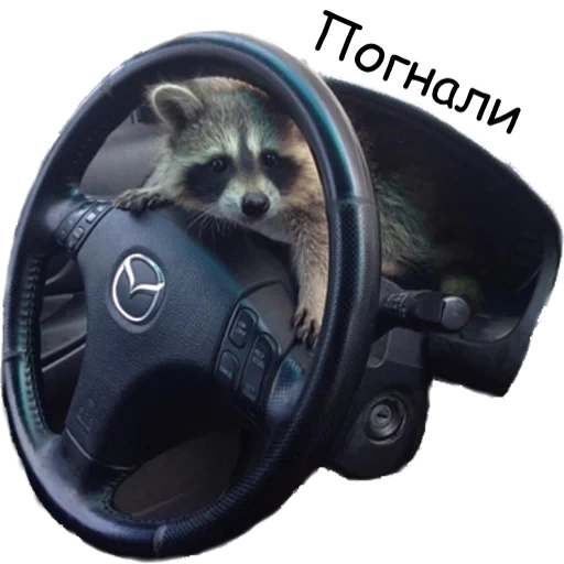 waschbär, waschbären, waschbärrad, waschbär fahren, raccoon tyoma 2021