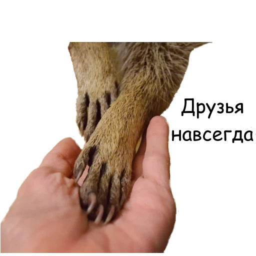 animals, haw's paw, the paws of the beaver, dog claws, the hand of a person