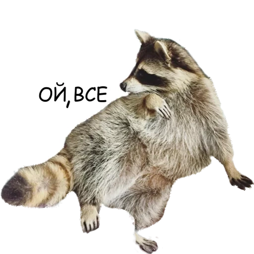 raccoon, raccoons, raccoon oh everything, raccoon strip, raccoon with a white background