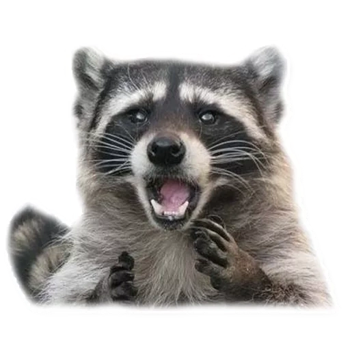 procione, procione chiama, raccoon divertente, strisce di procione