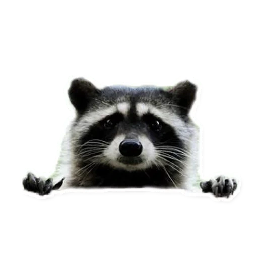 guaxinins, raccoon do bem, faixa de guaxinim, focinho de guaxinim