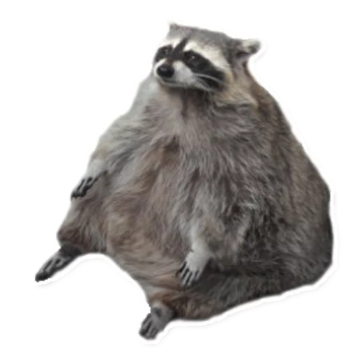 guaxinim, raccoon gordo, grande faixa de guaxinim, o guaxinim é uma banda grossa