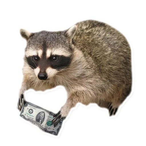 guaxinim, raccoon com dinheiro, faixa de guaxinim, antecedentes transparentes de guaxinim