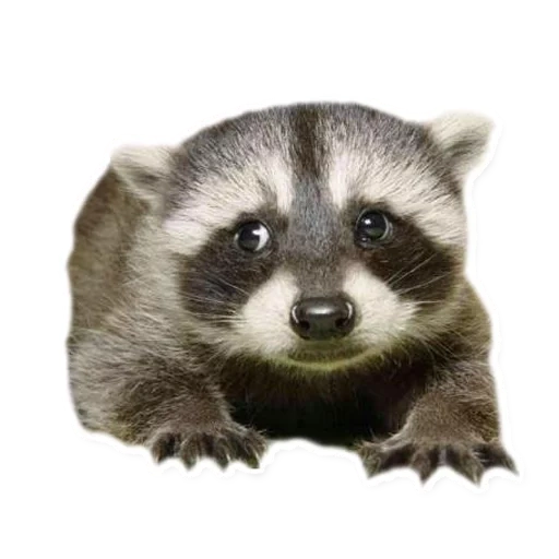 rakun, rakun, strip rakun, hewan rakun, raccoon strip cub