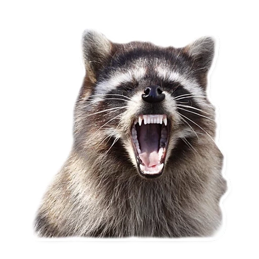 evil raccoon, the raccoon smiled, vicious raccoon, raccoon stripes, siberian raccoon