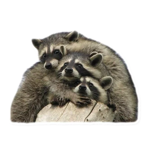 rakun, strip rakun, hewan rakun, raccoon photoshop, keluarga raccoon strip