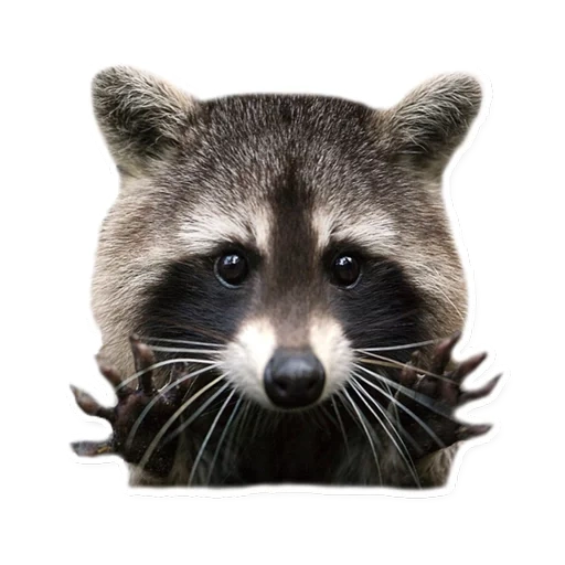 guaxinim, raccoon preto, faixa de guaxinim