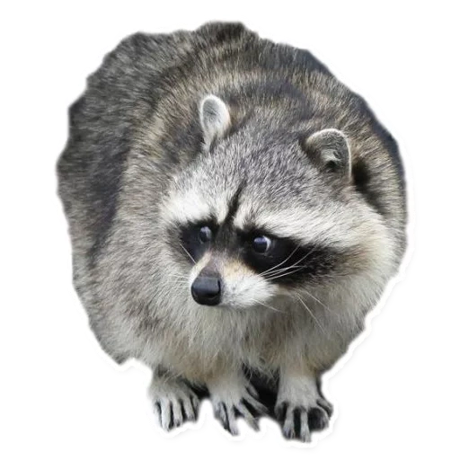 raccoon, raccoon stripes, raccoon without background, white-bottomed raccoon, raccoon transparent background