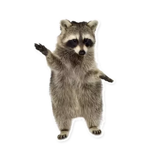 raccoon, raccoon, raccoon without a background, raccoon strip, raccoon with a white background