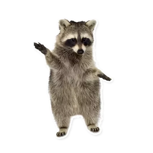 der waschbär, the raccoon, waschbär ohne hintergrund, der waschbär streifen, waschbär auf weißem hintergrund