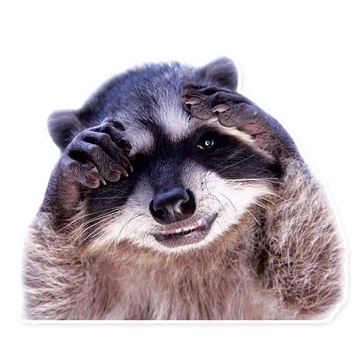 der waschbär, the raccoon, wall decal, eliusha-waschbär, der waschbär streifen