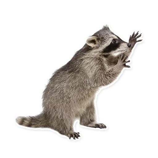 raccoon, procione senza sfondo, strisce di procione, procione su sfondo bianco, raccoon sfondo trasparente
