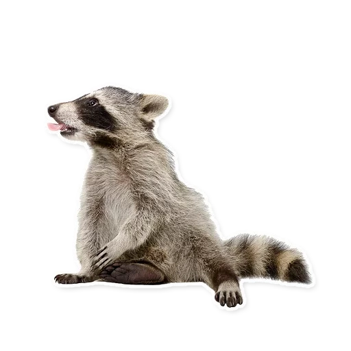 raccoon, raccoon, raccoon strip, raccoon with a white background, raccoon transparent background