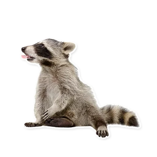 der waschbär, the raccoon, der waschbär streifen, waschbär auf weißem hintergrund, waschbär transparenter hintergrund