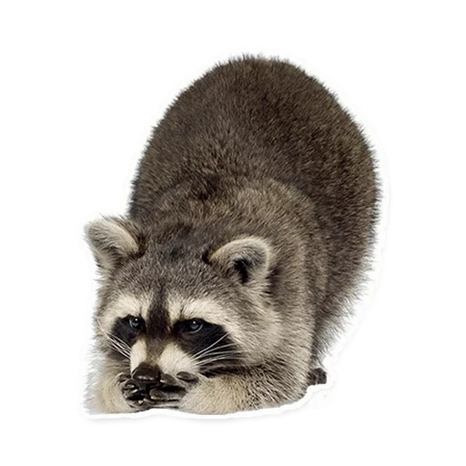raccoon, clipart raccoon, raccoon strip, raccoon with a white background, raccoon transparent background