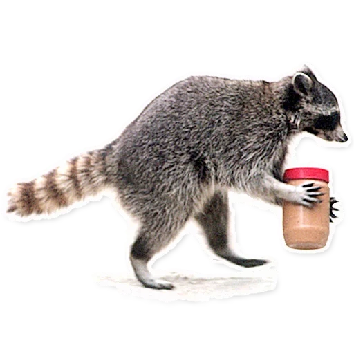 raccoons, raccoon animal, raccoon strip, raccoon with a white background, raccoon strip with white background