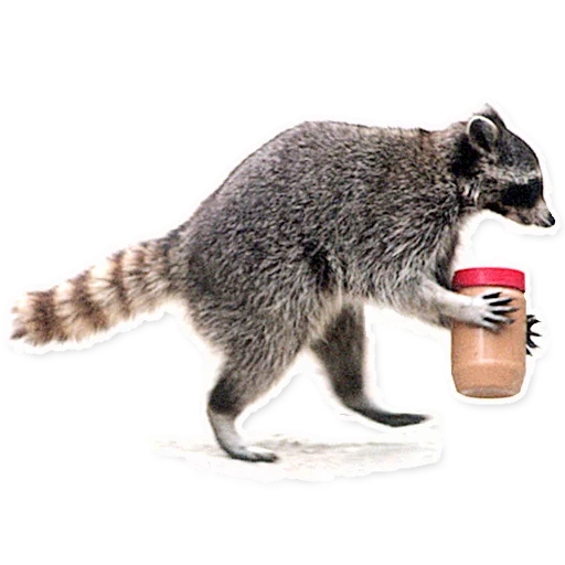 procione, animale procione, strisce di procione, procione su sfondo bianco, raccoon striature su fondo bianco