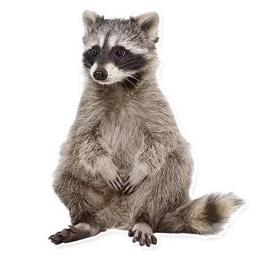 raccoon, raccoon photoshop, belang rakun, rakun dengan latar belakang putih, latar belakang transparan rakun
