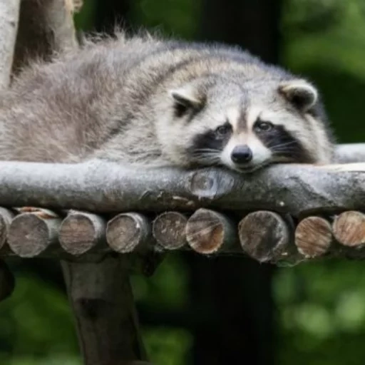 guaxinins, focinho de guaxinim, faixa de guaxinim, raccoon da habitação, raccoon listrado listrado