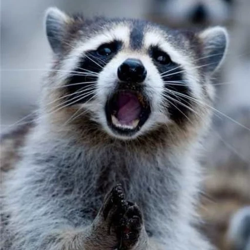 guaxinim, guaxinim, o guaxinim é lindo, faixa de guaxinim, raccoon surpreso