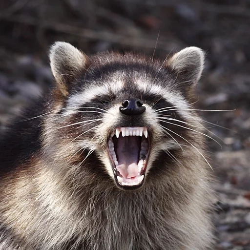 raccoon, evil raccoon, rabies raccoon, raccoon stripes, siberian raccoon