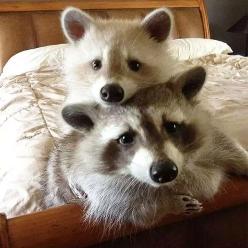 guaxinins, guaxinim, faixa de guaxinim, raccoon doméstico, faixa branca de guaxinim