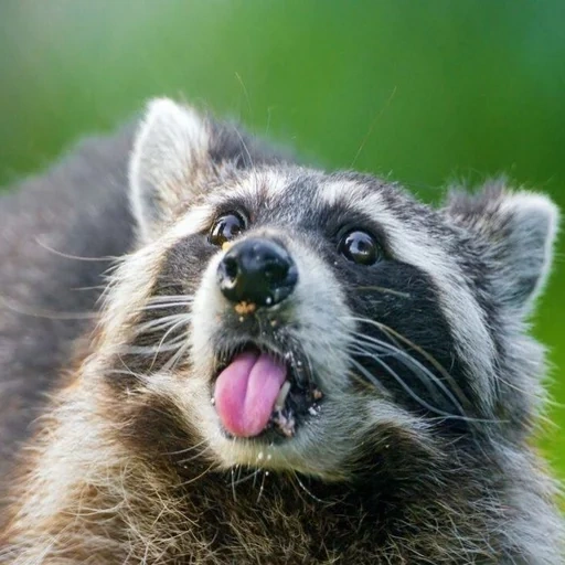 raccoon, raccoon shock, raccoon stripes, raccoon, evil raccoon stripes