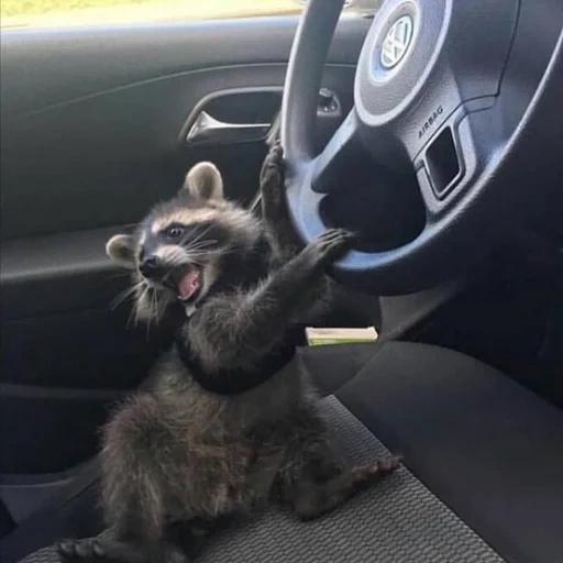 raccoon, raccoon, raccoons are funny, raccoon driving, smiling raccoon