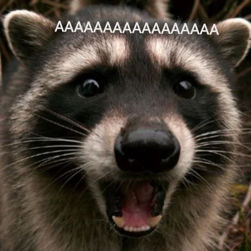 raccoon, raccoon, raccoon stripes, raccoon streak, striped raccoon
