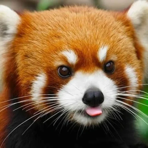 piccole panda, panda rosso, panda procione, il panda rosso è dolce, l'animale è panda rosso