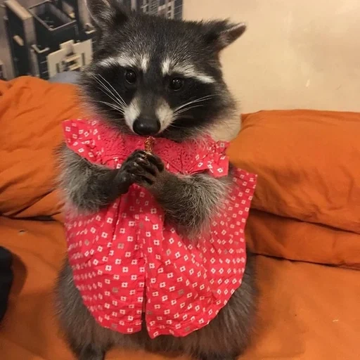 raccoon, raccoon, orion raccoon, raccoons are cute, raccoon clothes
