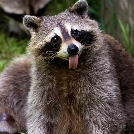 guaxinim, guaxinim, focinho de guaxinim, faixa de guaxinim, strip raccoon enotovich