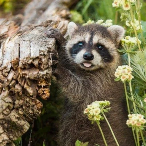 raccoon, raccoon cub, raccoon stripes, raccoon animal, caucasian raccoon