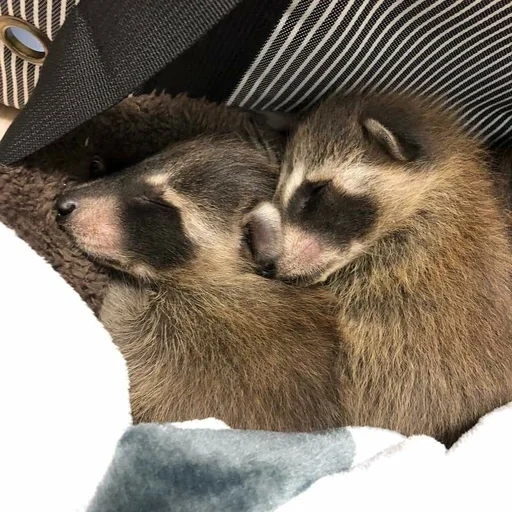 guaxinim, cub de guaxinim, faixa de guaxinim, pequeno guaxinim, puppy de strip raccoon