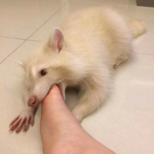 animaux, raton laveur albinos, charmant animal, animal animal, petit raton laveur albinos