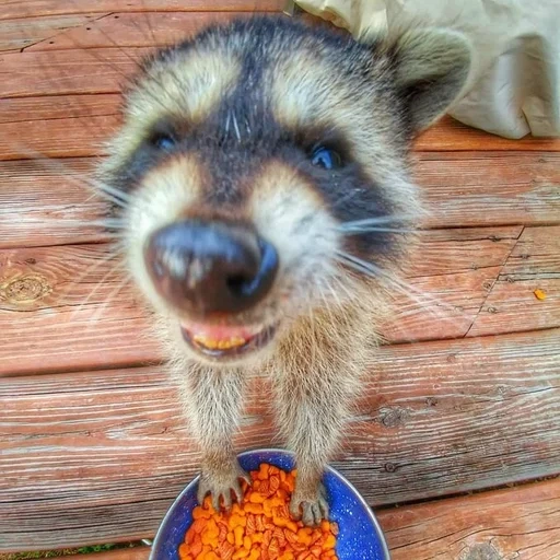 guaxinim, faixa de guaxinim, guaxinins engraçados, raccoon da habitação, animal de guaxinim