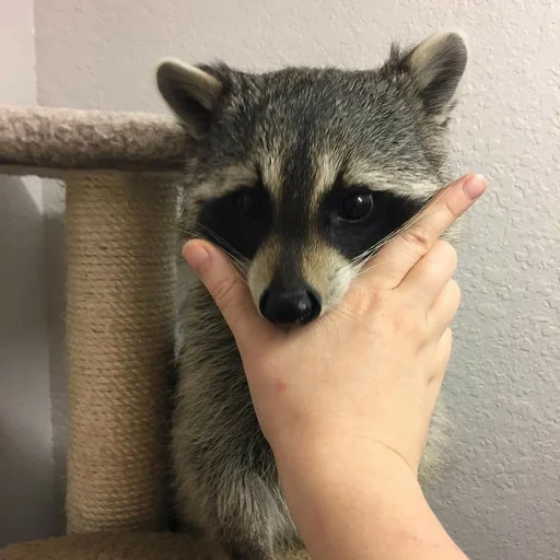 guaxinim, guaxinim, faixa de guaxinim, raccoon da habitação, o guaxinim é pequeno