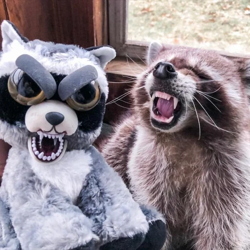 o guaxinim sorri, raccoon de animais de estimação mal humorado, brinquedos de animais de estimação mal humorados, raccoon do mal de brinquedo mole, animais de estimação de brinquedos suaves