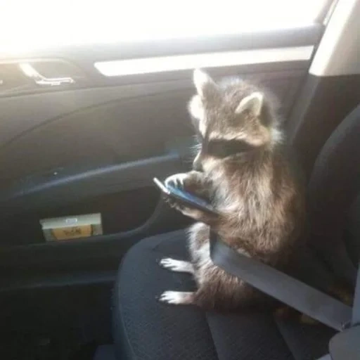 raccoon, raccoon, raccoon car, raccoon driving, raccoon stripes