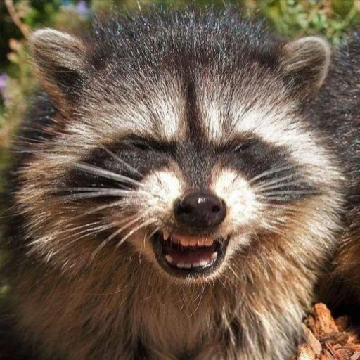 guaxinim, raccoon do mal, raccoon do mal, faixa de guaxinim, faixa de guaxinim do mal